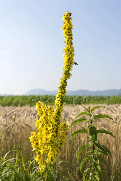 Abelha voando em direção ao grande mullein — Fotografia de Stock