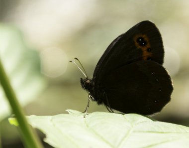 ağ geçidi denetleyicisi kelebek üzerindeki yaprak