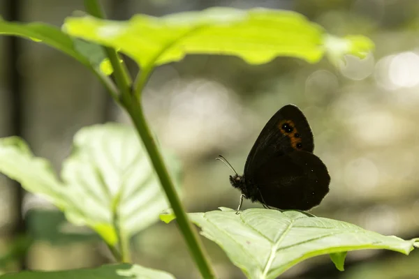 Gatekeeper butterfly under a leaf — Stock Photo, Image