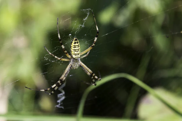 AV ile Bahçe örümcek (argiope aurantia)