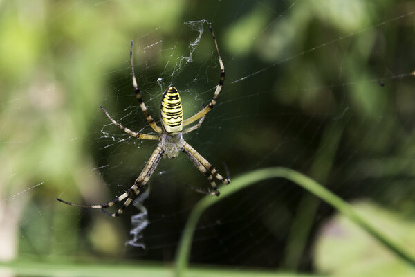 Garden spider (Argiope aurantia) with prey