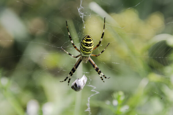 Garden spider (Argiope aurantia) in the net