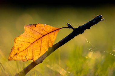 Sonbaharda renkli yapraklar ve düşüşler arka planda parlak bir şekilde parlar ve güneş ışığında yaprak damarlarını turuncu, kırmızı ve sarı renklerle gösterir soğuk mevsimde doğanın güzel bir tarafı olarak.