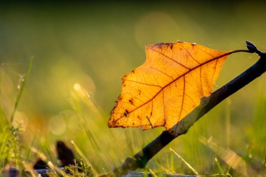 Sonbaharda renkli yapraklar ve düşüşler arka planda parlak bir şekilde parlar ve güneş ışığında yaprak damarlarını turuncu, kırmızı ve sarı renklerle gösterir soğuk mevsimde doğanın güzel bir tarafı olarak.