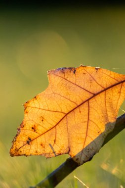 Sonbaharda renkli yapraklar ve düşüşler arka planda parlak bir şekilde parlar ve güneş ışığında yaprak damarlarını turuncu, kırmızı ve sarı renklerle gösterir soğuk mevsimde doğanın güzel bir tarafı olarak.