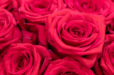 Sevgililer Günü için güzel kırmızı güllerin arkaplanı