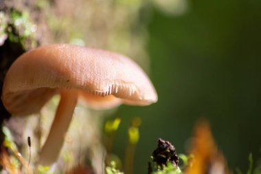 Sonbaharda mantar turunda bulunan mantar mantarları. Mantar mevsiminde yerde kahverengi yapraklar. Lezzetli ama muhtemelen zehirli ve tehlikeli orman meyveleri.