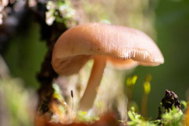 Sonbaharda mantar turunda bulunan mantar mantarları. Mantar mevsiminde yerde kahverengi yapraklar. Lezzetli ama muhtemelen zehirli ve tehlikeli orman meyveleri.