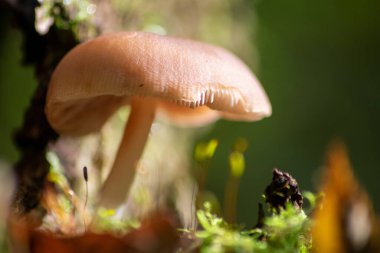 Sonbaharda mantar turunda bulunan mantar mantarları. Mantar mevsiminde yerde kahverengi yapraklar. Lezzetli ama muhtemelen zehirli ve tehlikeli orman meyveleri.