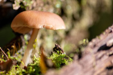 Sonbaharda mantar turunda bulunan mantar mantarları. Mantar mevsiminde yerde kahverengi yapraklar. Lezzetli ama muhtemelen zehirli ve tehlikeli orman meyveleri.