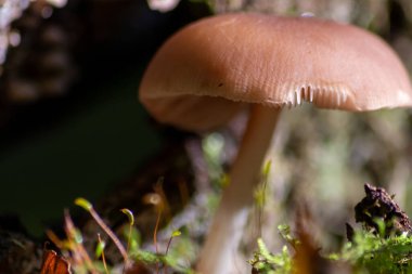 Sonbaharda mantar turunda bulunan mantar mantarları. Mantar mevsiminde yerde kahverengi yapraklar. Lezzetli ama muhtemelen zehirli ve tehlikeli orman meyveleri.