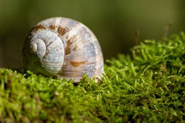 Kapsülleşmiş büyük bahçe salyangozu, salyangoz veya salyangoz yumuşakça ve gastropodun yazın yüksek sıcaklara karşı korunmak için balçığı kullanması ve doğal lezzetli yiyecekler olarak bahçedeki kabuğunda saklanmasıdır.