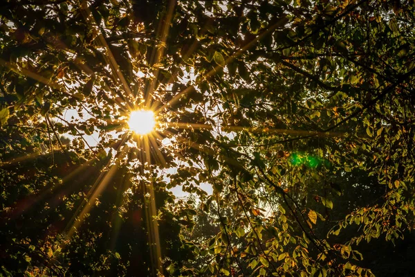 Solens Stråler Gennem Træerne Efteråret Skov - Stock-foto