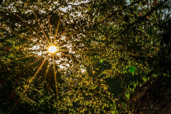 Sonnenstrahlen Durch Die Bäume Herbstwald — Stockfoto