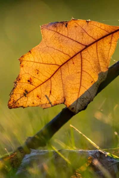 Sonbaharda renkli yapraklar ve düşüşler arka planda parlak bir şekilde parlar ve güneş ışığında yaprak damarlarını turuncu, kırmızı ve sarı renklerle gösterir soğuk mevsimde doğanın güzel bir tarafı olarak.