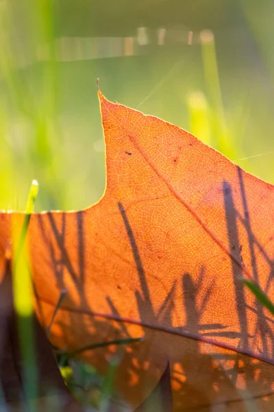 秋天的多彩的树叶 秋天的秋天 在背光下闪闪发光 在阳光下 它们的叶脉呈橙色 红色和黄色 在寒冷季节 它们是大自然美丽的一面 — 图库照片