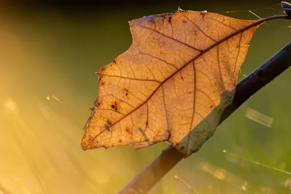 Colorful Leaves Autumn Fall Shine Bright Backlight Show Leaf Veins — Stock Photo, Image