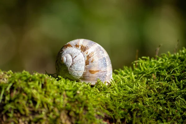 연체동물 복족강 고둥으로 커다란 달팽이 코알라는 끈적끈적 점액을 사용하여 여름철의 — 스톡 사진