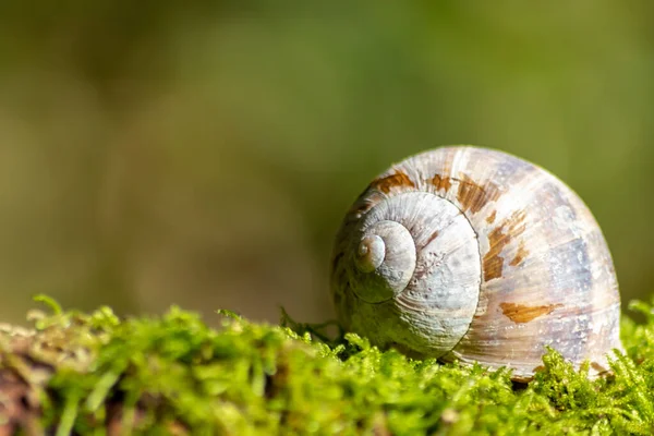 Eingekapselte Große Gartenschnecke Schnecke Oder Weinbergschnecke Als Weichtier Und Schnecke — Stockfoto