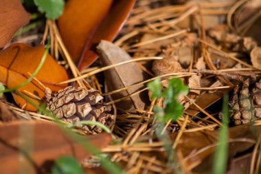 Ormanda kozalaklar ve düşen yapraklar