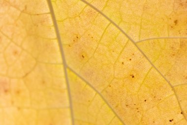 Sarı sonbahar yaprağı arkaplanını kapat