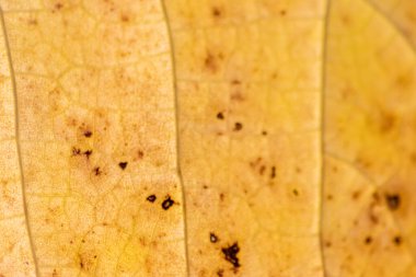 Sarı sonbahar yaprağı arkaplanını kapat