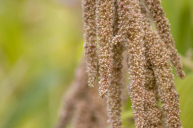 Ormandaki bitki dallarının yakın plan çekimi.