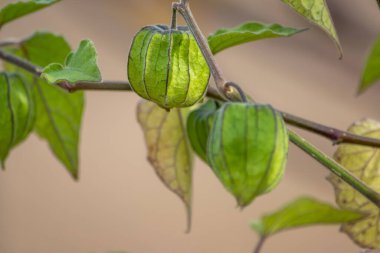 Yeşil bitki kabuğunun filigran damarları ile evde yetişen sağlıklı meyveler yarı saydam organik meyve kafesini makro yakın çekim olarak gösteriyor.