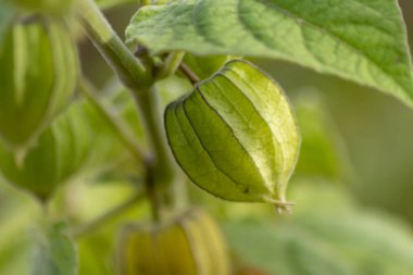 Yeşil bitki kabuğunun filigran damarları ile evde yetişen sağlıklı meyveler yarı saydam organik meyve kafesini makro yakın çekim olarak gösteriyor.