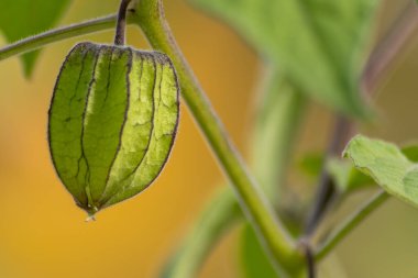Yeşil bitki kabuğunun filigran damarları ile evde yetişen sağlıklı meyveler yarı saydam organik meyve kafesini makro yakın çekim olarak gösteriyor.