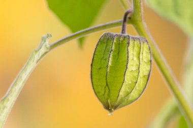 Yeşil bitki kabuğunun filigran damarları ile evde yetişen sağlıklı meyveler yarı saydam organik meyve kafesini makro yakın çekim olarak gösteriyor.