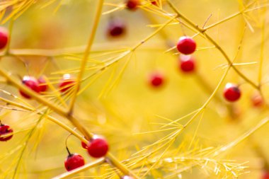 Sarı arkaplandaki kırmızı böğürtlenleri kapat