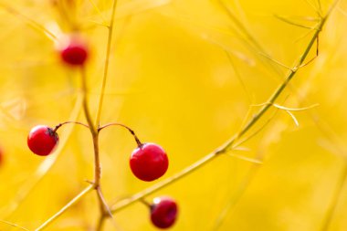 Sarı arkaplandaki kırmızı böğürtlenleri kapat