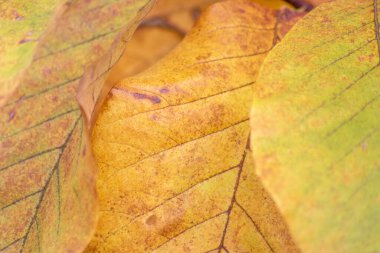 Sonbaharda renkli yapraklar ve düşüşler arka planda parlak bir şekilde parlar ve güneş ışığında yaprak damarlarını turuncu, kırmızı ve sarı renklerle gösterir soğuk mevsimde doğanın güzel bir tarafı olarak.