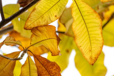 Sonbaharda renkli yapraklar ve düşüşler arka planda parlak bir şekilde parlar ve güneş ışığında yaprak damarlarını turuncu, kırmızı ve sarı renklerle gösterir soğuk mevsimde doğanın güzel bir tarafı olarak.