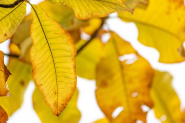 Sonbaharda renkli yapraklar ve düşüşler arka planda parlak bir şekilde parlar ve güneş ışığında yaprak damarlarını turuncu, kırmızı ve sarı renklerle gösterir soğuk mevsimde doğanın güzel bir tarafı olarak.