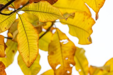Sonbaharda renkli yapraklar ve düşüşler arka planda parlak bir şekilde parlar ve güneş ışığında yaprak damarlarını turuncu, kırmızı ve sarı renklerle gösterir soğuk mevsimde doğanın güzel bir tarafı olarak.