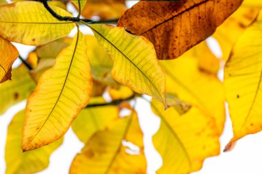 Sonbaharda renkli yapraklar ve düşüşler arka planda parlak bir şekilde parlar ve güneş ışığında yaprak damarlarını turuncu, kırmızı ve sarı renklerle gösterir soğuk mevsimde doğanın güzel bir tarafı olarak.