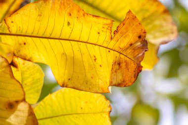 Sonbaharda renkli yapraklar ve düşüşler arka planda parlak bir şekilde parlar ve güneş ışığında yaprak damarlarını turuncu, kırmızı ve sarı renklerle gösterir soğuk mevsimde doğanın güzel bir tarafı olarak.