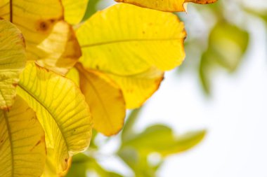 Sonbaharda renkli yapraklar ve düşüşler arka planda parlak bir şekilde parlar ve güneş ışığında yaprak damarlarını turuncu, kırmızı ve sarı renklerle gösterir soğuk mevsimde doğanın güzel bir tarafı olarak.