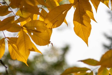 Sonbaharda renkli yapraklar ve düşüşler arka planda parlak bir şekilde parlar ve güneş ışığında yaprak damarlarını turuncu, kırmızı ve sarı renklerle gösterir soğuk mevsimde doğanın güzel bir tarafı olarak.