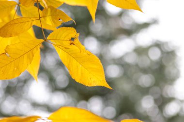Sonbaharda renkli yapraklar ve düşüşler arka planda parlak bir şekilde parlar ve güneş ışığında yaprak damarlarını turuncu, kırmızı ve sarı renklerle gösterir soğuk mevsimde doğanın güzel bir tarafı olarak.