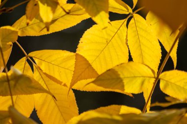 Sonbaharda renkli yapraklar ve düşüşler arka planda parlak bir şekilde parlar ve güneş ışığında yaprak damarlarını turuncu, kırmızı ve sarı renklerle gösterir soğuk mevsimde doğanın güzel bir tarafı olarak.