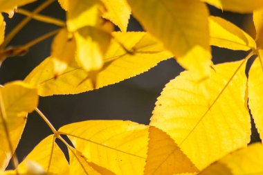 Sonbaharda renkli yapraklar ve düşüşler arka planda parlak bir şekilde parlar ve güneş ışığında yaprak damarlarını turuncu, kırmızı ve sarı renklerle gösterir soğuk mevsimde doğanın güzel bir tarafı olarak.