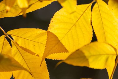 Sonbaharda renkli yapraklar ve düşüşler arka planda parlak bir şekilde parlar ve güneş ışığında yaprak damarlarını turuncu, kırmızı ve sarı renklerle gösterir soğuk mevsimde doğanın güzel bir tarafı olarak.