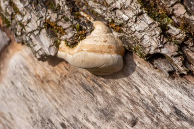 Ormandaki ağaç kabuğunda mantar.