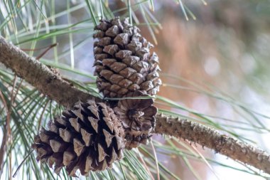 Bir daldaki olgun çam kozalağı tohumlarını rüzgârla yayıyor sincaplar ve diğer kemirgenler için lezzetli bir atıştırmalık olarak doğal bir ormanda yeni çam ağaçlarına, taze yeşil bir Noel sembolü ile büyüyor.