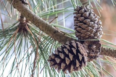 Bir daldaki olgun çam kozalağı tohumlarını rüzgârla yayıyor sincaplar ve diğer kemirgenler için lezzetli bir atıştırmalık olarak doğal bir ormanda yeni çam ağaçlarına, taze yeşil bir Noel sembolü ile büyüyor.