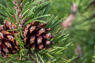 Bir daldaki olgun çam kozalağı tohumlarını rüzgârla yayıyor sincaplar ve diğer kemirgenler için lezzetli bir atıştırmalık olarak doğal bir ormanda yeni çam ağaçlarına, taze yeşil bir Noel sembolü ile büyüyor.