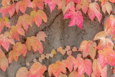 Sonbaharda renkli yapraklar ve düşüşler arka planda parlak bir şekilde parlar ve güneş ışığında yaprak damarlarını turuncu, kırmızı ve sarı renklerle gösterir soğuk mevsimde doğanın güzel bir tarafı olarak.